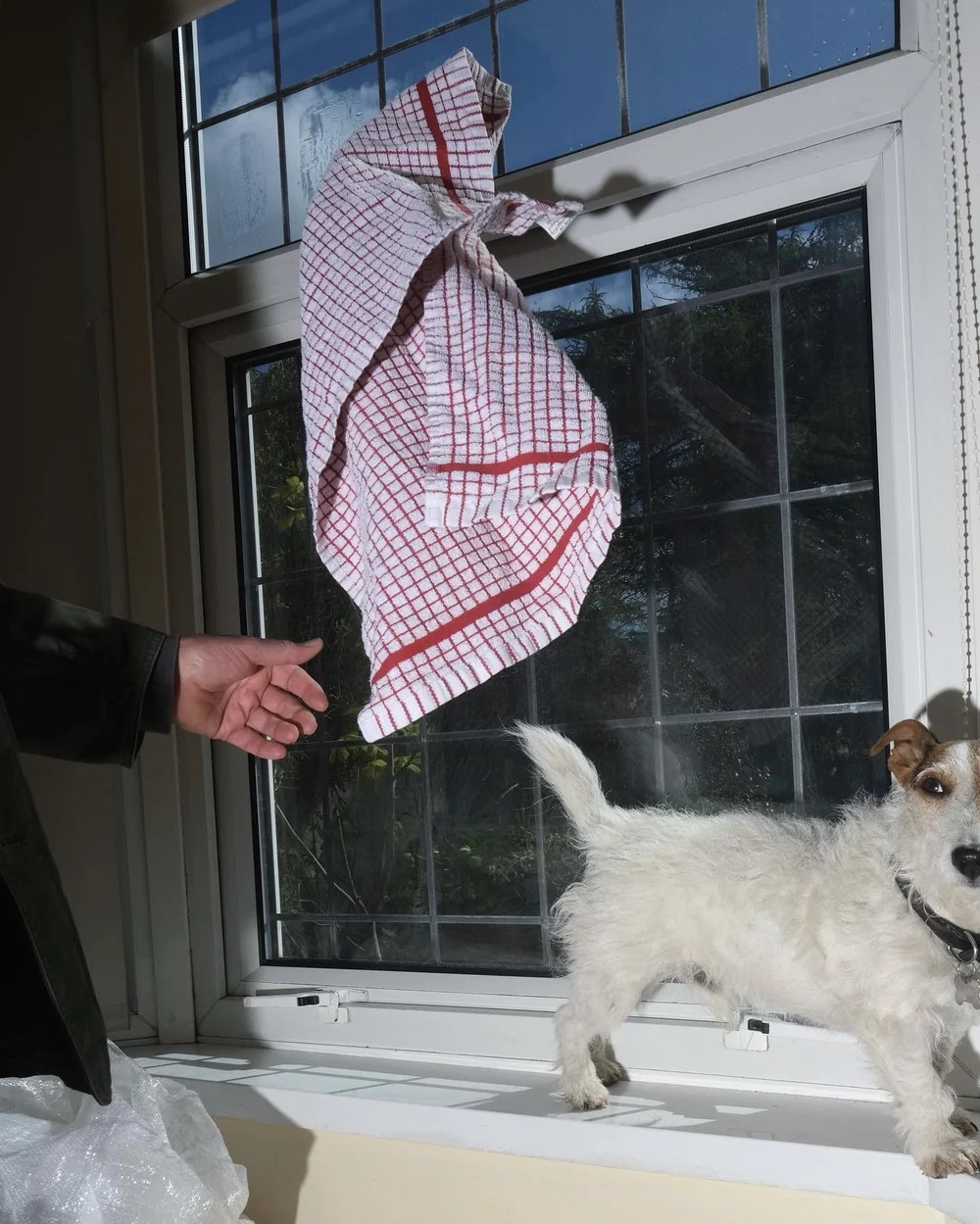 A hand appears to have thrown a tea towel in the air in front of a window.  A Jack Russell dog watches.