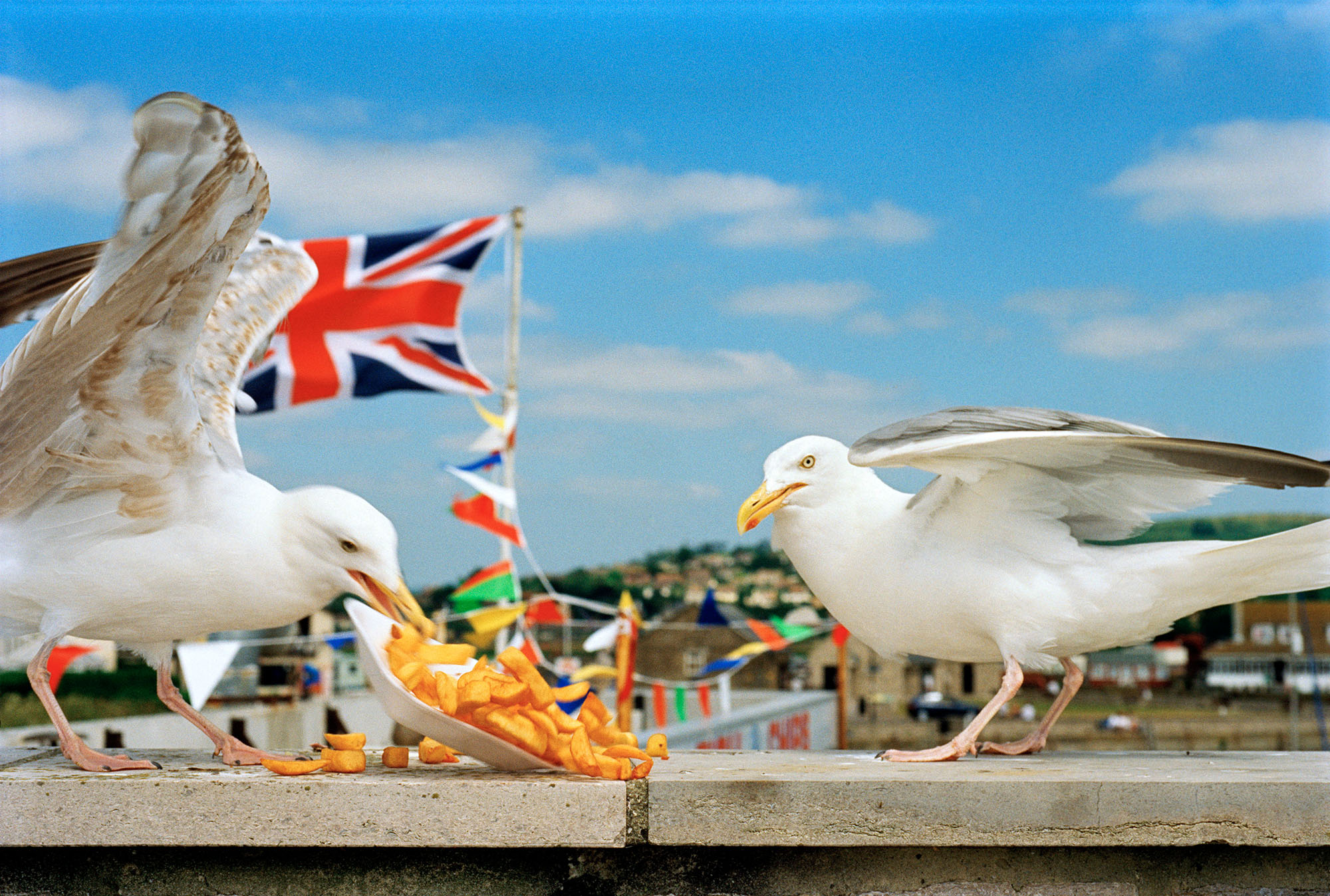 Photograph showing seagull eating chips on a wall.