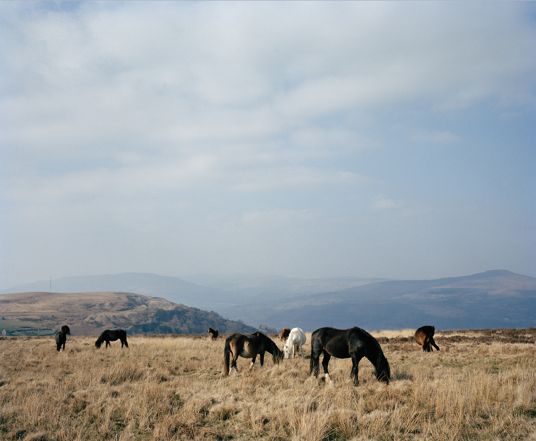 artist photograph showing a landscape with wild horses.