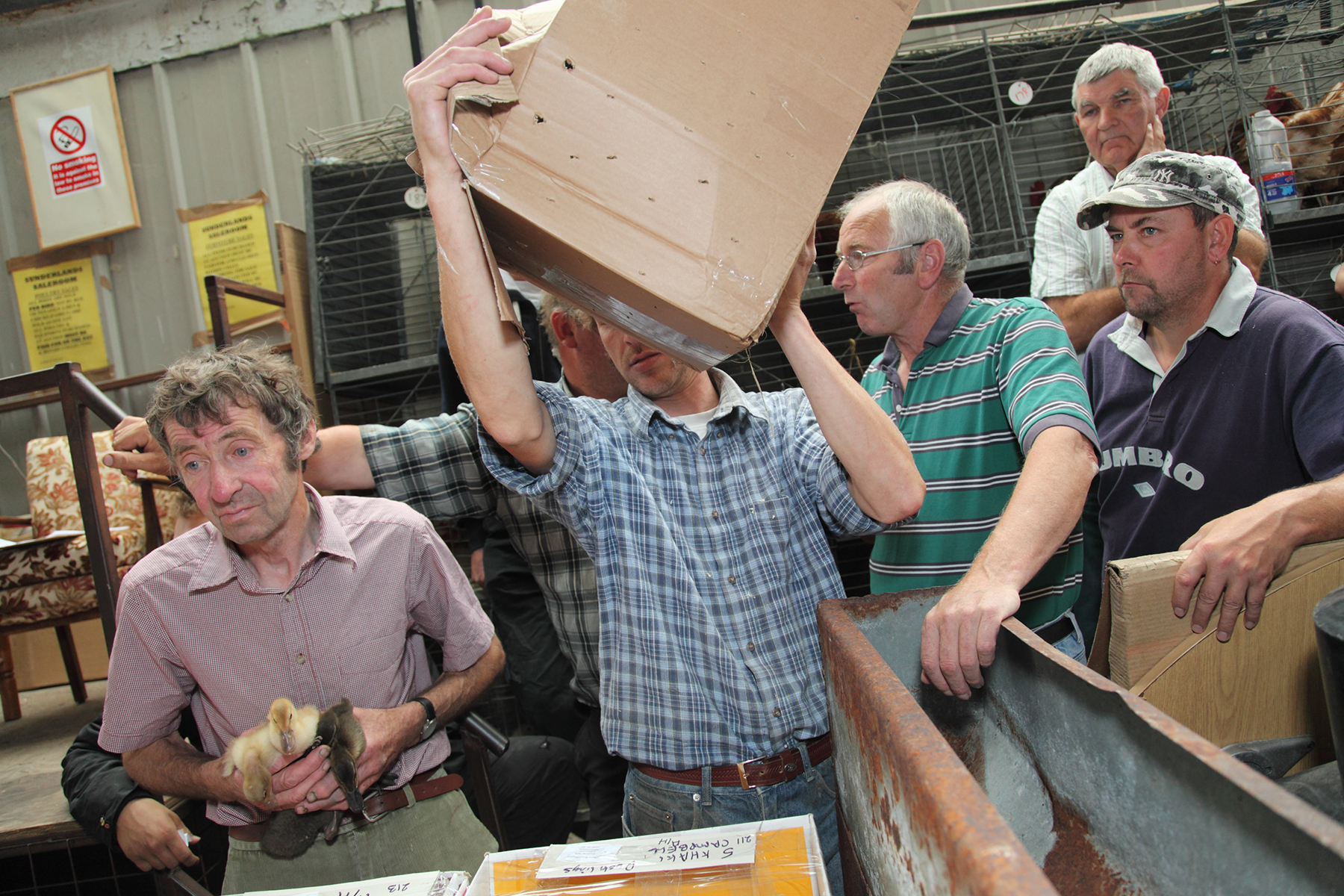 Artist photograph showing a group of men, one of which is carrying three ducklings and another is carrying a cardboard box.