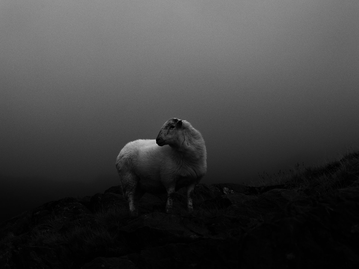 Delwedd ddu a gwyn o un ddafad ar ochr bryn